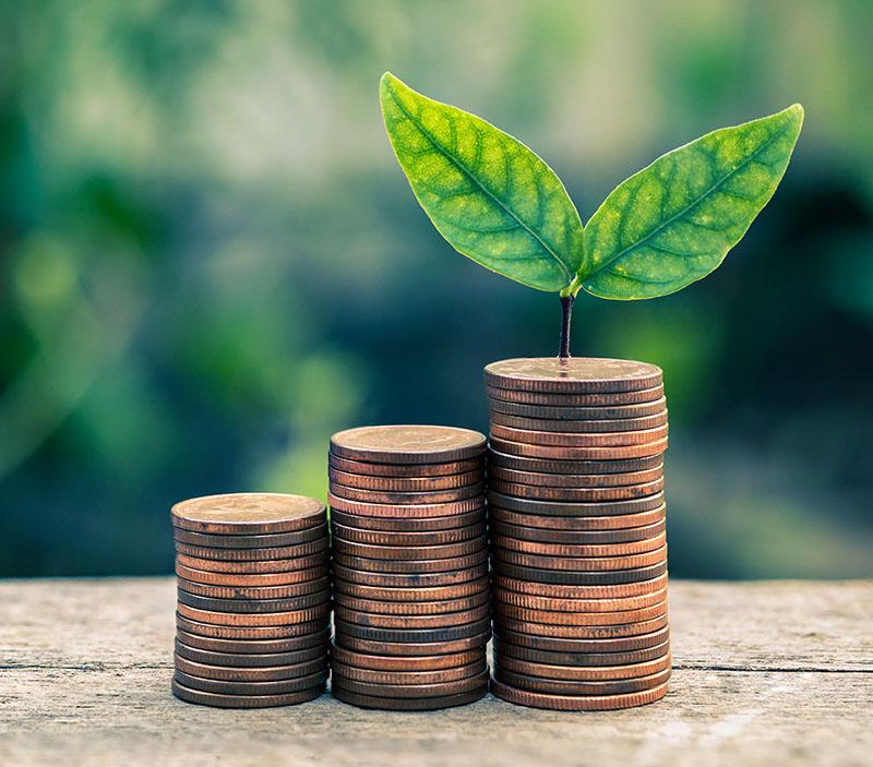 Partially withered houseplant